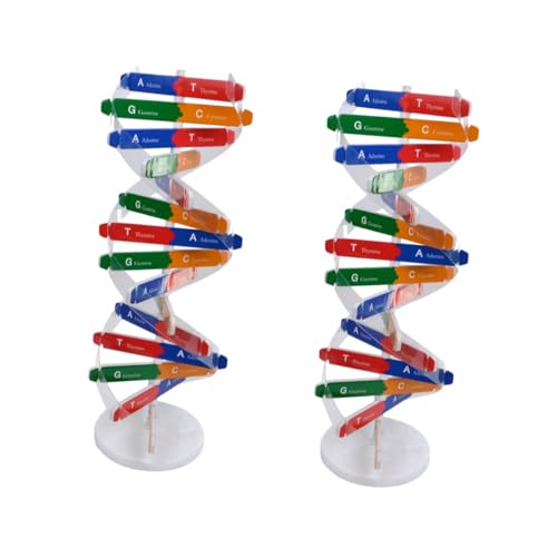 BESPORTBLE 2 Sätze DNA Modellbausatz Doppelhelix Selbstmontage Wissenschaftliches Lernspielzeug für Pädagogisches Genmodell Lehrmittel Kreatives DIY Wissenschaftsspielzeug Zufällige Farbe von BESPORTBLE