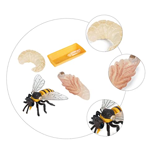 BESPORTBLE 3 Sätze Teiliges Bienen Lebenszyklus Modell Realistische Wachstumszyklus Figuren für Pädagogisches Insekten Lernspielzeug zur Kognitiven und Naturwissenschaftlichen Entdeckung BESPORTBLE 3 Sätze Teiliges Bienen Lebenszyklus Modell Realistische Wachstumszyklus Figuren für Pädagogisches Insekten Lernspielzeug zur Kognitiven und Naturwissenschaftlichen Entdeckung von BESPORTBLE