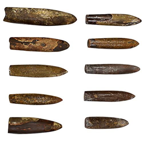 BESPORTBLE Belemniten Fossilien Pädagogisches Für Desktop Ornament Fossiler Schmuck Für Unterricht Und Wissenschaftliche Experimente von BESPORTBLE