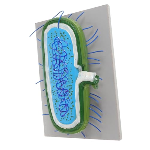 BESPORTBLE Biologisches Lehrmodell Mikrobiologie Bakterien und Virusmodell Präzise Anatomische Darstellung Unterrichtshilfe für Schule und Labor zur Zellstrukturvermittlung von BESPORTBLE