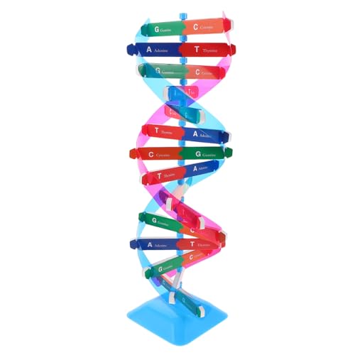 BESPORTBLE DNA Doppelhelix Modell Bausatz Farbenfrohes Stabiles Lehrmittel für Biologieunterricht Interaktives Lernspielzeug für Schüler Anschauliche Gen-Struktur Geeignet für Einsteiger und von BESPORTBLE