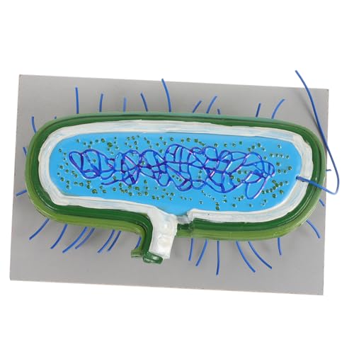 BESPORTBLE Detailliertes Mikrobiologie Modell für Biologieunterricht Präzise Bakterielle und Virale Zellen Pädagogisches Lehrmittel für Fördert Naturwissenschaftliches Interesse für von BESPORTBLE