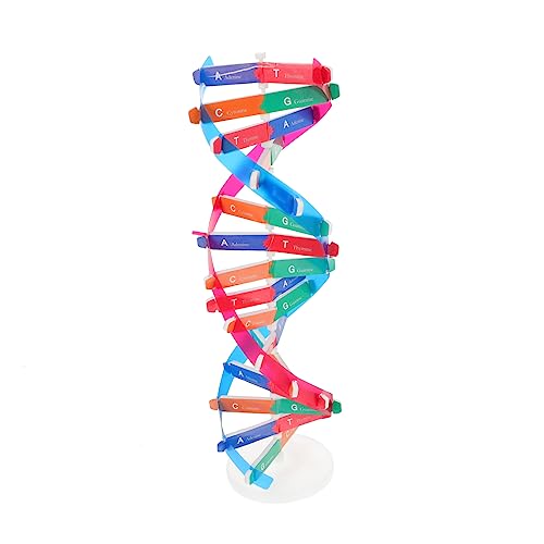 BESPORTBLE Helix DNA Modell Unterrichtshilfen Für Wissenschaftler Wissenschaftliches Für Experimente Und Lehrmittel Anatomisches Modell Für Biologieunterricht BESPORTBLE Helix DNA Modell Unterrichtshilfen Für Wissenschaftler Wissenschaftliches Für Experimente Und Lehrmittel Anatomisches Modell Für Biologieunterricht von BESPORTBLE