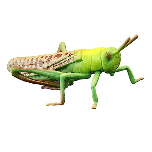BESPORTBLE Heuschrecken Modell Pädagogisches Für Kognitive Frühes Lernspielzeug Realistisches Insekten Modell Für Dekoration Und Spielspaß BESPORTBLE Heuschrecken Modell Pädagogisches Für Kognitive Frühes Lernspielzeug Realistisches Insekten Modell Für Dekoration Und Spielspaß von BESPORTBLE