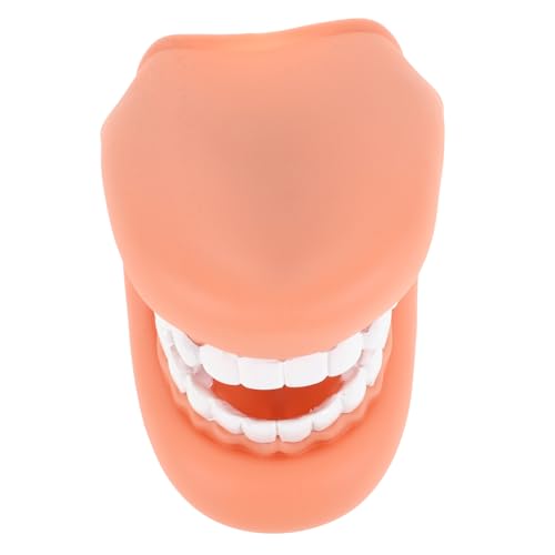 BESPORTBLE Human Teeth Model für Zahnpflege Realistisches Modell zur Einfachen Zahnpflege Unterweisung für Schule und Kindergarten für Eltern und Erzieher BESPORTBLE Human Teeth Model für Zahnpflege Realistisches Modell zur Einfachen Zahnpflege Unterweisung für Schule und Kindergarten für Eltern und Erzieher von BESPORTBLE