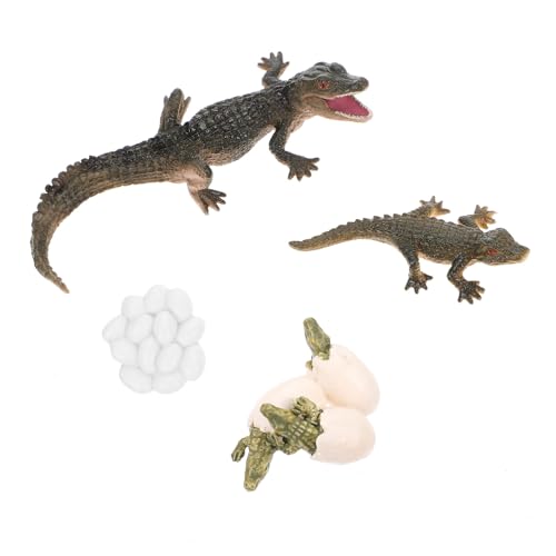 BESPORTBLE Lebenszyklus Krokodil Modell Pädagogisches Tierfiguren Wachstumszyklus Anschauliches Lernspielzeug für Kreative Entwicklung Schulprojekte und Dekoration von BESPORTBLE