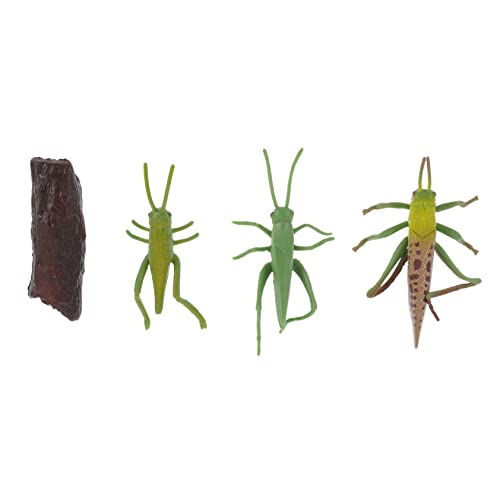 BESPORTBLE Lebenszyklus Modell Insekten Dekoration Pädagogisches Simulationsspielzeug für Teiliges für und Wissenschaftsmuseen Ästhetische Foto Requisiten BESPORTBLE Lebenszyklus Modell Insekten Dekoration Pädagogisches Simulationsspielzeug für Teiliges für und Wissenschaftsmuseen Ästhetische Foto Requisiten von BESPORTBLE
