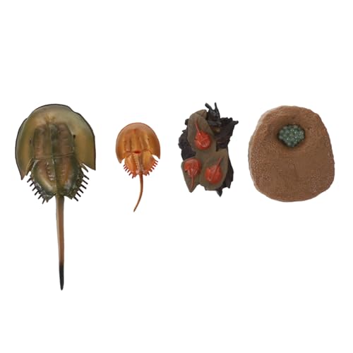 BESPORTBLE Lebenszyklus Modell Pfeilschwanzkrebs für Naturgetreue Wachstumszyklus Figur Pädagogisches Lernspielzeug für Frühe Bildung und Naturerkennung BESPORTBLE Lebenszyklus Modell Pfeilschwanzkrebs für Naturgetreue Wachstumszyklus Figur Pädagogisches Lernspielzeug für Frühe Bildung und Naturerkennung von BESPORTBLE