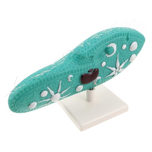 BESPORTBLE Paramecium Modell mit Ständer Hochpräzises Mikroskopisches Lebewesen Biologisches Unterrichtsmodell für Mittelschule Langlebiges Wissenschaftliches Experimentiergerät Einfach zu BESPORTBLE Paramecium Modell mit Ständer Hochpräzises Mikroskopisches Lebewesen Biologisches Unterrichtsmodell für Mittelschule Langlebiges Wissenschaftliches Experimentiergerät Einfach zu von BESPORTBLE