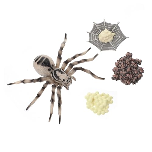 BESPORTBLE Tarantula Wachstumszyklus Modell Realistische Miniatur Spinne Lernspielzeug für Kindergarten Wissenschaft Unterricht Dekoration von BESPORTBLE