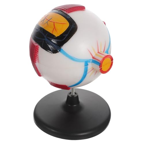 BESPORTBLE Vergrößertes Augapfelmodell Fach Anatomisches Modell für mit Detaillierter Augenstruktur Geeignet für Unterricht Stabiler Stand für Medizinische Studien von BESPORTBLE