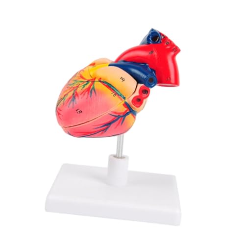 Anatomisches Herzmodell aus PVC, 20,66 x 16,10 x 3,5 cm für das Studium des menschlichen Herzens von BESSTUUP