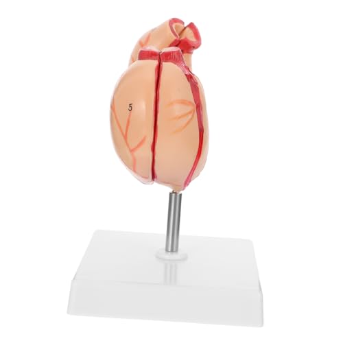 BESTOYARD 1 Stück Anatomisches Magenmodell aus Lehrmittel für Lebensechter Darstellung für Universitäten Ausbildungseinrichtungen von BESTOYARD