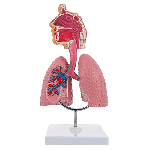 BESTOYARD 1Stück Medizinisches Atemwegs Lungenmodell aus Lehrmittel für Realistisches Langlebiges Modell für Anatomische Darstellung Menschlichen von BESTOYARD
