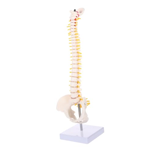 BESTOYARD 1Stück Wirbelsäulenmodell aus Anatomisches Steißbeinanatomie Modell mit Realistischen Details für Medizinische Ausbildung von BESTOYARD