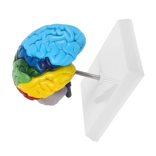 BESTOYARD Gehirnmodell Modell Des Menschlichen Gehirns Modell Der Gehirnanatomie Anatomisches Strukturmodell Medizinisches Lehrmittel Anatomisches Lehrmodell Anatomisches Schädelmodell Pvc von BESTOYARD