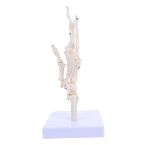 BESTOYARD Handknochenmodell für Realistisches Skelettmodell für Unterricht die Medizinischen Einrichtungen Robust Leicht zu Reinigen mit Abnehmbaren von BESTOYARD