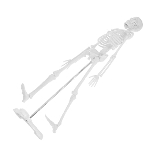 BESTOYARD Human Skeleton Anatomical Model für Studium Detailliertes Skelettmodell für Schule Medizinische Ausbildung Realistische Knochenstrukturen Vielseitig Einsetzbar von BESTOYARD