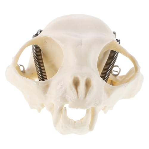 BESTOYARD Katzenschädel Anatomisches Modell Detailgetreue für Heimdekoration Aquarienpräsentation Lehrmittel Halloween Dekoration für Unterricht Sammlungen BESTOYARD Katzenschädel Anatomisches Modell Detailgetreue für Heimdekoration Aquarienpräsentation Lehrmittel Halloween Dekoration für Unterricht Sammlungen von BESTOYARD