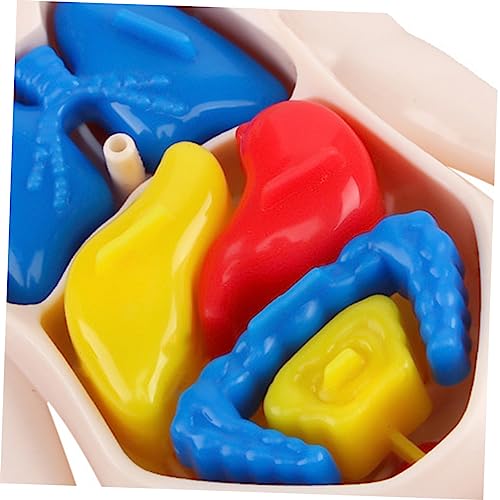 BESTYASH 3D Anatomisches Torso Modell für Kinder Menschliches Körper Puzzle Spielzeug Pädagogisches Lernspielzeug Anatomiemodell für Kindergarten und Zuhause von BESTYASH