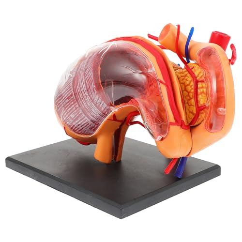 BESTYASH 1 Stück Anatomisches Magenmodell aus Lehrmittel für Modell zur Unterstützung Wissenschaftsausbildung Tragbar und Leicht für und Bildungseinrichtungen BESTYASH 1 Stück Anatomisches Magenmodell aus Lehrmittel für Modell zur Unterstützung Wissenschaftsausbildung Tragbar und Leicht für und Bildungseinrichtungen von BESTYASH