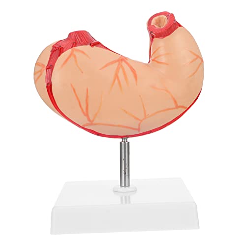 BESTYASH 1 Stück Anatomisches Magenmodell für Medizinische Demonstrationen Lebensnahes Modell zur Erklärung Menschlichen Magenstruktur für Schule und Studium von BESTYASH