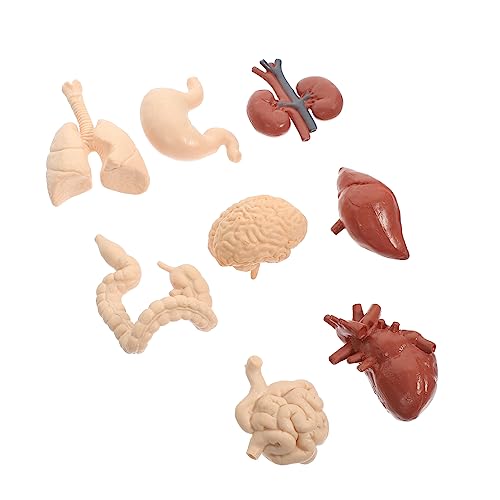 BESTYASH 1Satz Kreatives Menschliches Organmodell für Studenten Teiliges Kognitives Lehrspielzeug Anatomisches Körpermodell für Schule Training Sicher Langlebig zur Erklärung BESTYASH 1Satz Kreatives Menschliches Organmodell für Studenten Teiliges Kognitives Lehrspielzeug Anatomisches Körpermodell für Schule Training Sicher Langlebig zur Erklärung von BESTYASH
