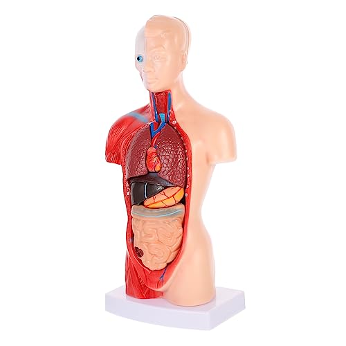 BESTYASH 1Satz Modell Hochwertiges Herz Organsystem für Unterrichtszwecke für Krankenhäuser Anatomisches Lehrmittel zur Visualisierung Interner BESTYASH 1Satz Modell Hochwertiges Herz Organsystem für Unterrichtszwecke für Krankenhäuser Anatomisches Lehrmittel zur Visualisierung Interner von BESTYASH