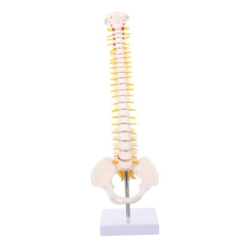 BESTYASH 1Stück Wirbelsäulenmodell aus Anatomisches Modell mit Höhe Stabilem für Darstellung Realistischer Detailtreue Langlebiger Bauweise von BESTYASH