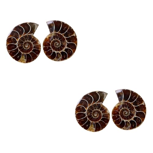 BESTYASH 2 Sätze Deko Fossilien Unterrichtsmaterial Für Große Exemplare Im Opp Beutel Für Dekoration Und Bildungszwecke 2 Stück * 2 von BESTYASH