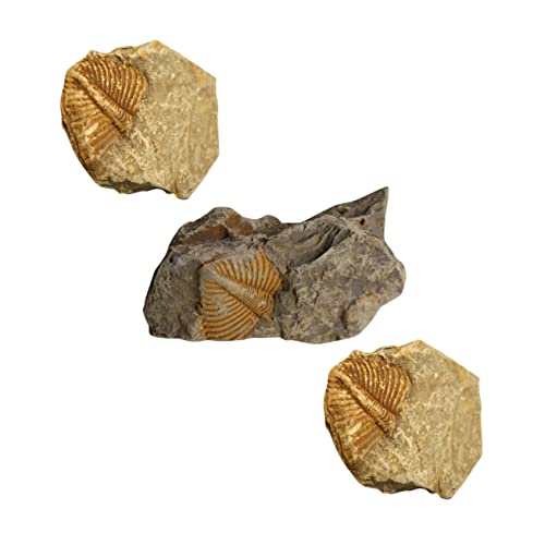 BESTYASH 3 Stück Teiliges Fossilien mit Echten Trilobiten Schwänzen Naturgetreue Fossilien Dekoration und Pädagogische Sammlerstücke für Haus Büro und Kinderunterricht von BESTYASH