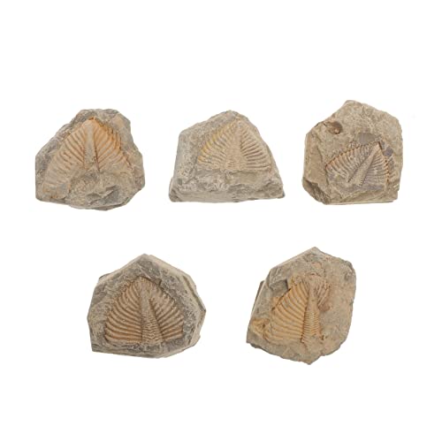BESTYASH 5 Stück Teiliges Trilobiten Fossilien Natürliche Simulation Echte Fossilien Lehrprobe Pädagogisches für Wissenschaftsunterricht BESTYASH 5 Stück Teiliges Trilobiten Fossilien Natürliche Simulation Echte Fossilien Lehrprobe Pädagogisches für Wissenschaftsunterricht von BESTYASH