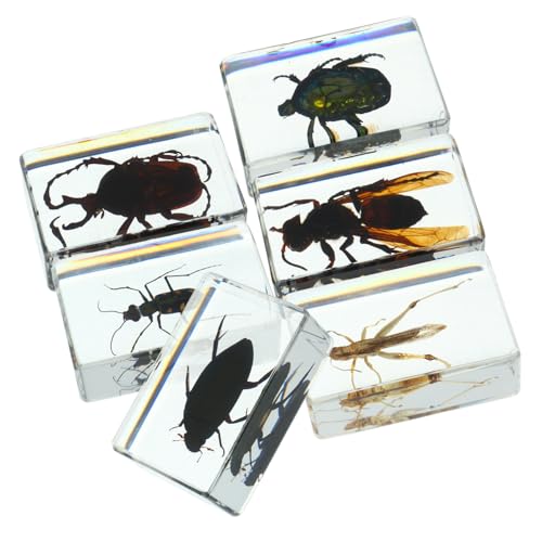 BESTYASH 6 Stück Teiliges Insekten Resin Sammelset Erhaltungsobjekte für Unterricht Vielseitig Einsetzbare Insekten Dekorationen für Klassenräume und Sammlungen BESTYASH 6 Stück Teiliges Insekten Resin Sammelset Erhaltungsobjekte für Unterricht Vielseitig Einsetzbare Insekten Dekorationen für Klassenräume und Sammlungen von BESTYASH