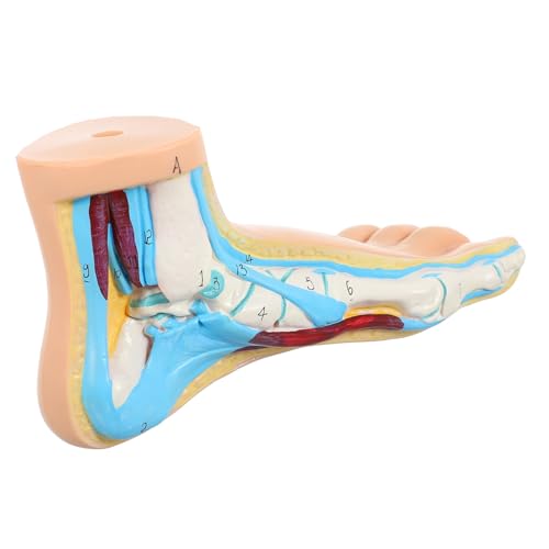 BESTYASH Anatomisches Fußmodell Medizinisches Lehrmodell Normaler Menschlicher Fuß Skelettmuskel Ligament Darstellung für Ausbildung und von BESTYASH