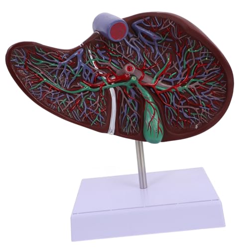 BESTYASH Anatomisches Lebermodell aus Hochwertigem Lehrmittel mit Stabiler Basis für Medizinische Ausbildung und Anschauliche Präsentation Menschlichen Leberstruktur BESTYASH Anatomisches Lebermodell aus Hochwertigem Lehrmittel mit Stabiler Basis für Medizinische Ausbildung und Anschauliche Präsentation Menschlichen Leberstruktur von BESTYASH