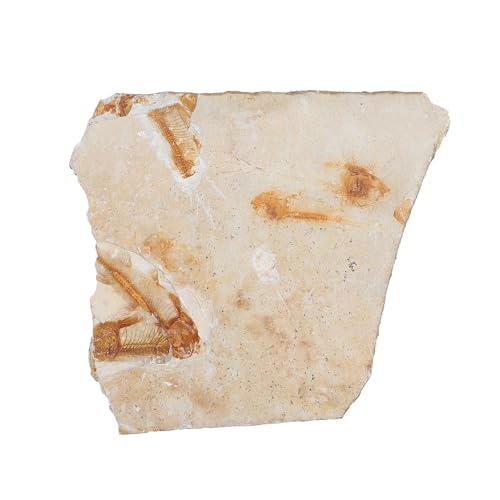 BESTYASH Fossiles Fischmodell Paläontologisches Lehrmaterial und Dekoration Naturgetreues Pädagogisches Exemplar für Unterricht Sammlung und Lernspielzeug BESTYASH Fossiles Fischmodell Paläontologisches Lehrmaterial und Dekoration Naturgetreues Pädagogisches Exemplar für Unterricht Sammlung und Lernspielzeug von BESTYASH