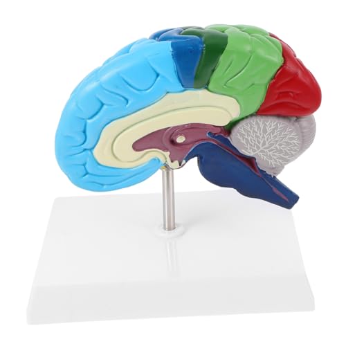 BESTYASH Gehirnmodell Anatomisches Gehirnmodell Lehrmodell Der Menschlichen Anatomie Anatomisches Schädelmodell Anatomisches Lehrmodell Medizinisches Bildungsmodell Gehirnstatue BESTYASH Gehirnmodell Anatomisches Gehirnmodell Lehrmodell Der Menschlichen Anatomie Anatomisches Schädelmodell Anatomisches Lehrmodell Medizinisches Bildungsmodell Gehirnstatue von BESTYASH