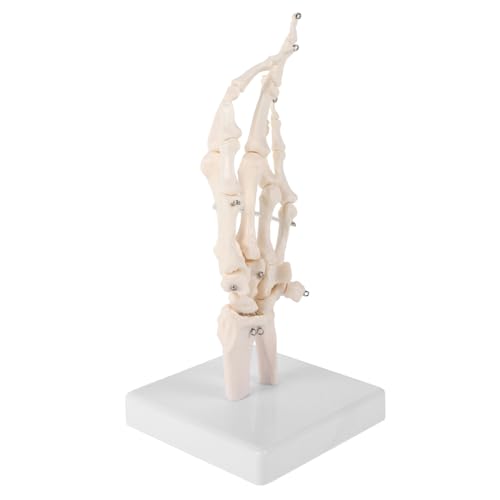 BESTYASH Handknochenskelettmodell Anatomisches Handgelenk Lernmodell mit Labormodellbasis Langlebiges Medizinisches Lehrgerät für Anatomisches Studium und Didaktische Verwendung von BESTYASH