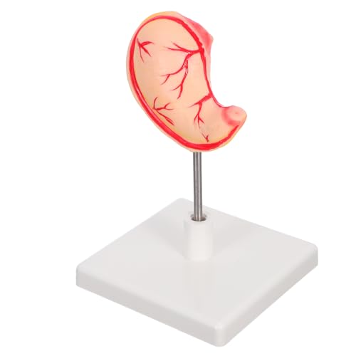 BESTYASH Human Stomach Anatomy Modell Hochpräzises Lehrmodell mit Realistischer Magenstruktur Langlebig und Einfach Montierbar für Medizinische Ausbildung und Forschung von BESTYASH