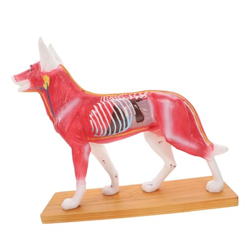 BESTYASH Hund Akupunkturmodell aus Hochwertigem Anatomisches Lehrmodell für Hundekörper Detaillierte für Studierende und Lehrer zur Ausbildung Chinesischen Medizin BESTYASH Hund Akupunkturmodell aus Hochwertigem Anatomisches Lehrmodell für Hundekörper Detaillierte für Studierende und Lehrer zur Ausbildung Chinesischen Medizin von BESTYASH