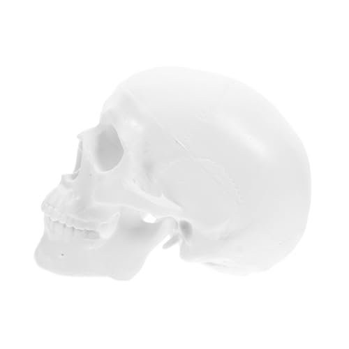 BESTYASH Mini Anatomisches Schädelmodell aus Realistisches Design für Medizinische und Künstlerische Nutzung Leicht zu Reinigen und Langlebig für und Dekorationszwecke BESTYASH Mini Anatomisches Schädelmodell aus Realistisches Design für Medizinische und Künstlerische Nutzung Leicht zu Reinigen und Langlebig für und Dekorationszwecke von BESTYASH