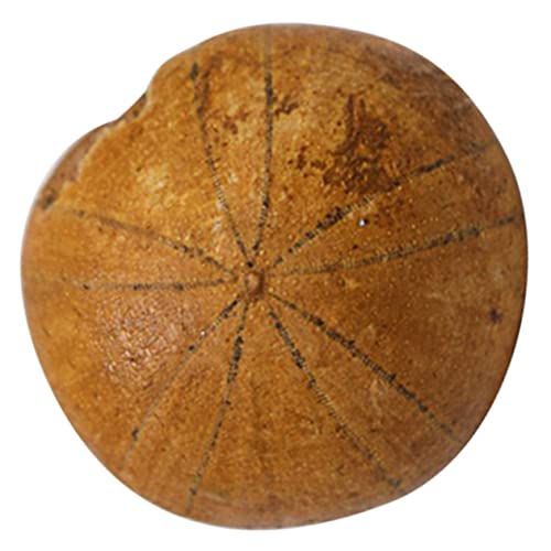 BESTYASH Seeigel Desktop Ornament Wissenschaftliches Lehrmaterial für Bildung und Dekoration für Sammlung für Freunde und Familie BESTYASH Seeigel Desktop Ornament Wissenschaftliches Lehrmaterial für Bildung und Dekoration für Sammlung für Freunde und Familie von BESTYASH