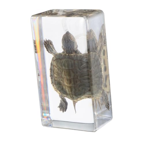 BESTYASH Tortoise Figurine für Realistische Schildkrötenstatue als Dekoration und Lernmodell Interesse an Natur und Tieren Leicht und Tragbar für Zuhause und Bildungszwecke von BESTYASH