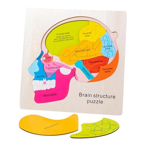 BESTonZON 1 Satz Gehirnstruktur-Puzzle Montessori-rätsel Anatomie-rätsel Puzzle-lernspielzeug Für Vorschulkinder Menschlicher Körper Puzzle Für Kinder Körper-peg-Puzzle Gehirnrätsel Holz BESTonZON 1 Satz Gehirnstruktur-Puzzle Montessori-rätsel Anatomie-rätsel Puzzle-lernspielzeug Für Vorschulkinder Menschlicher Körper Puzzle Für Kinder Körper-peg-Puzzle Gehirnrätsel Holz von BESTonZON