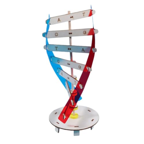 BESTonZON Molekularmodellbausatz DNA-Modell Spielzeug Menschliche Doppelhelix Biologieunterricht Schule Pädagogisches Spielzeug von BESTonZON