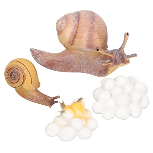 BESTonZON 1 Satz Wachstumszyklus der Schnecke Tierkreisspielzeug Tierzyklusmodell für Lernspielzeug für Tiermodell Abbildung des Tierlebenszyklus Tierfiguren Harz von BESTonZON