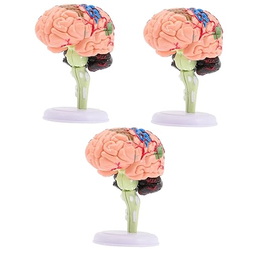 BESTonZON 3St Gehirnstrukturmodell schaufensterpuppe maneküre- Set Menschliches Körpermodell Modelle Unterrichtsmodell Modell des menschlichen Körpers für Kinder Puzzle Spielzeug 4d PVC von BESTonZON