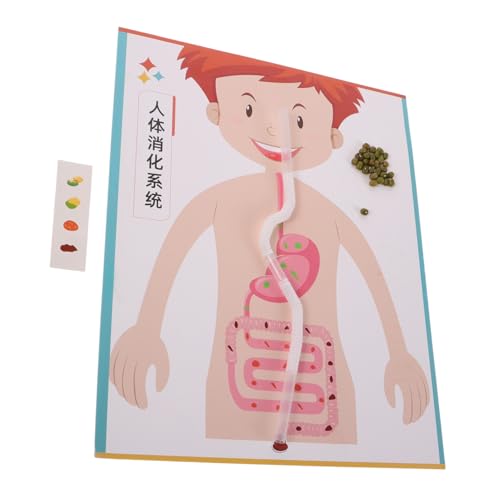 BESTonZON 4 Sätze DIY Modell Menschliches Bausatz Wissenschaftliches Experiment Lernspielzeug Für Vorschule Grundschule Interaktives Lehrmittel Biologie Unterricht von BESTonZON