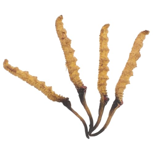 BESTonZON 4 Stück Cordyceps -Modell Arzt Rollenspiel Requisiten medizinische Spielzeugartikel Arztkoffer Arztzubehör Modell der chinesischen Medizin Plastik BESTonZON 4 Stück Cordyceps -Modell Arzt Rollenspiel Requisiten medizinische Spielzeugartikel Arztkoffer Arztzubehör Modell der chinesischen Medizin Plastik von BESTonZON