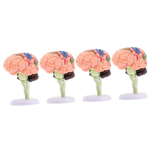 BESTonZON 4 Stück Gehirnstrukturmodell schaufensterpuppe maneküre- Set Showcase Modelle Präsentationsmodell für das Klassenzimmerstudium Modell der Gehirnanatomie gebaut Spielzeug 4d PVC von BESTonZON